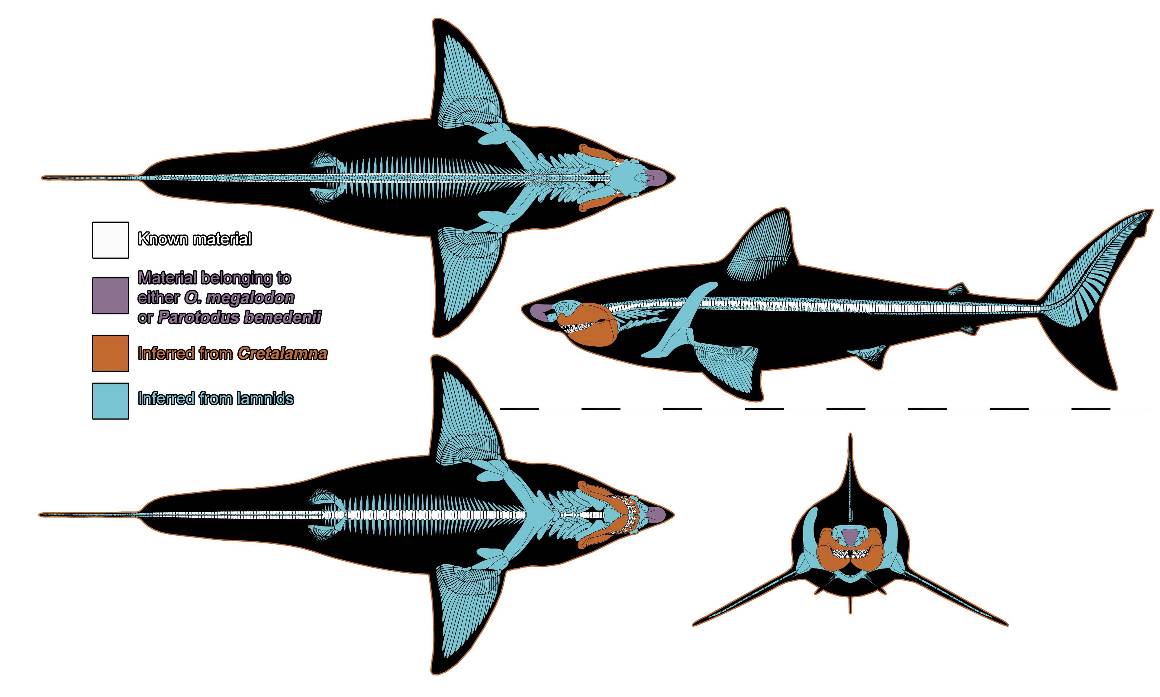 Skeletal reconstruction of an extinct shark