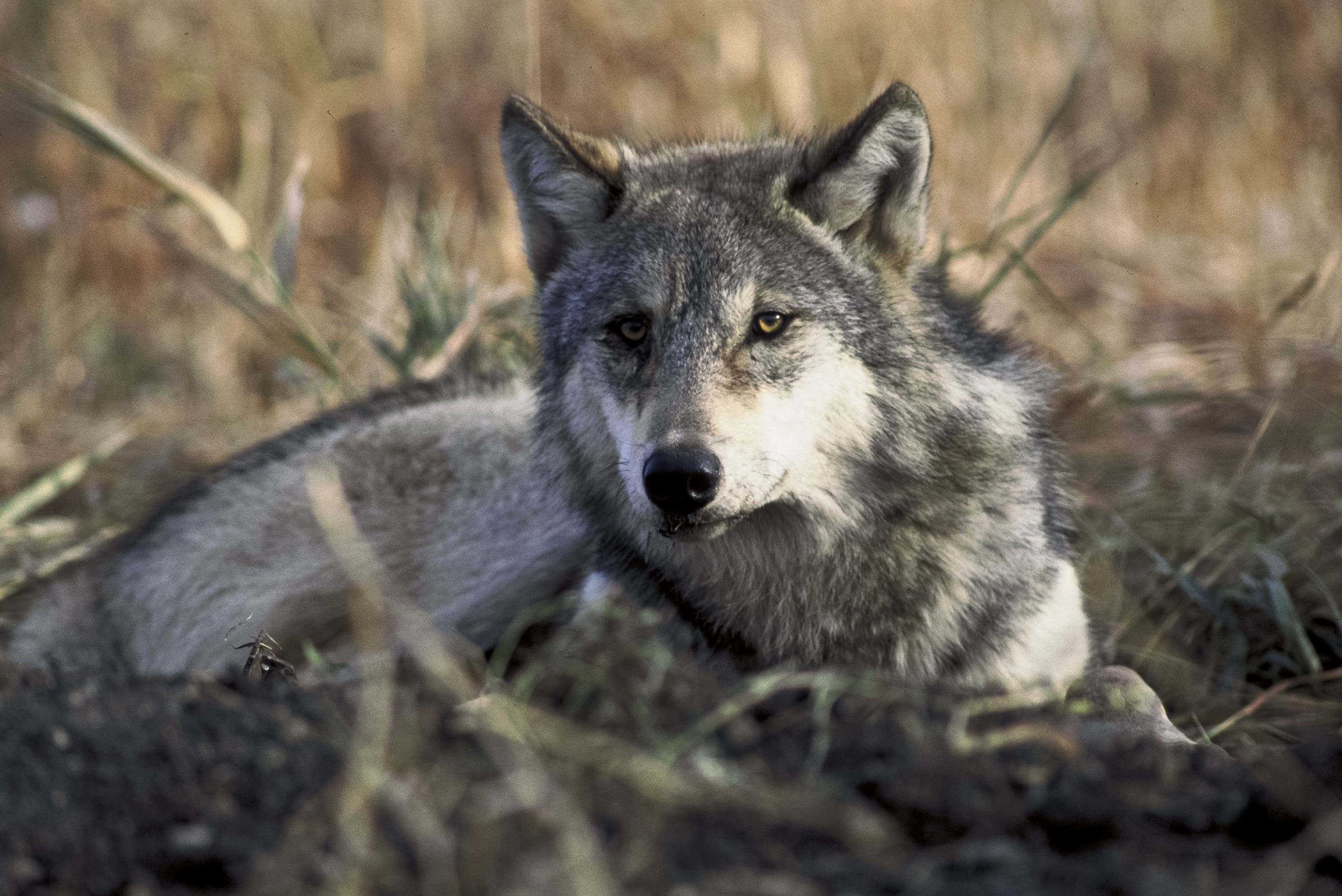 Gray wolf, a living animal