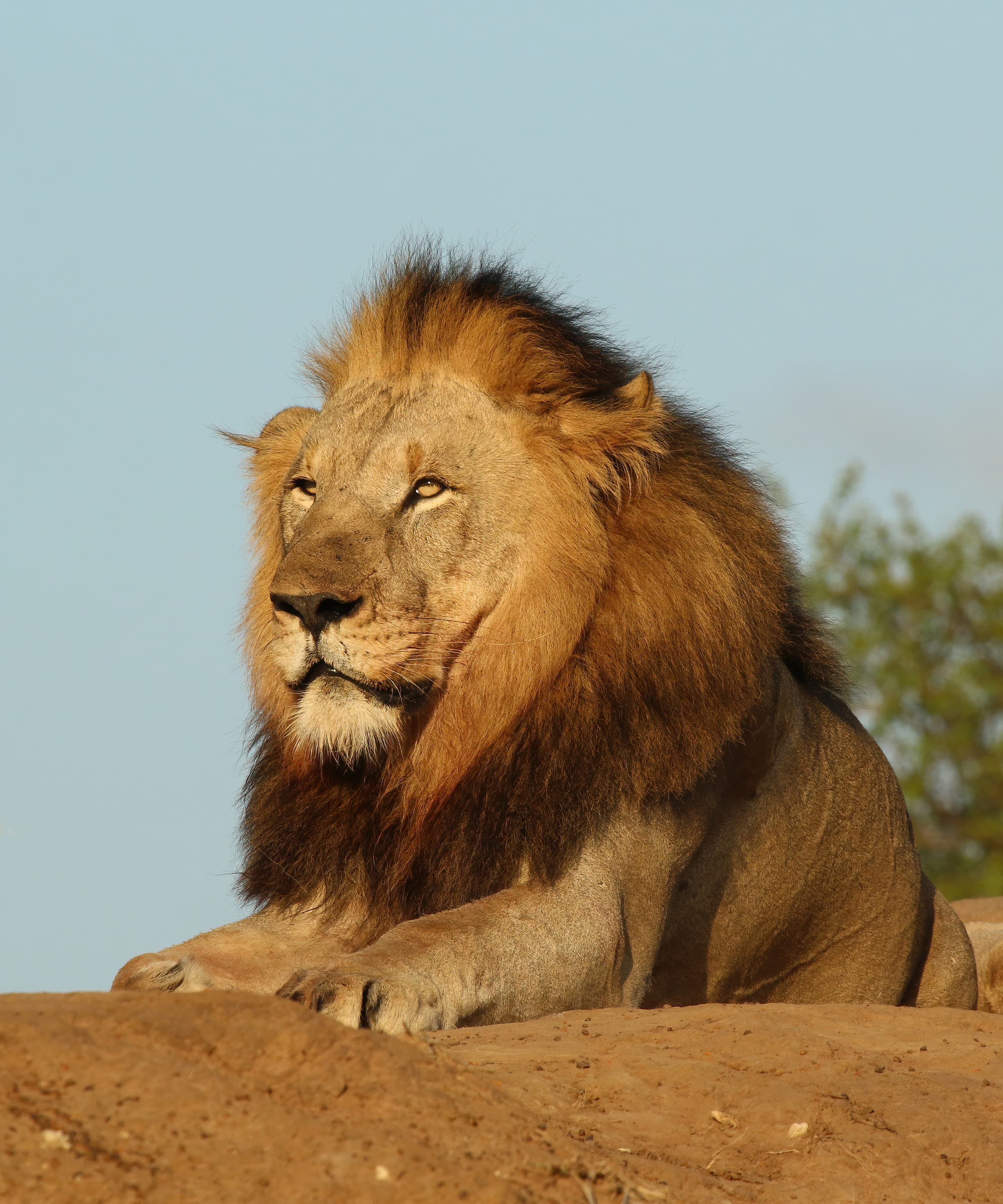 Lion in a natural habitat