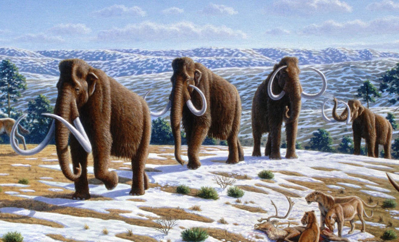 Scientific reconstruction of a woolly mammoth