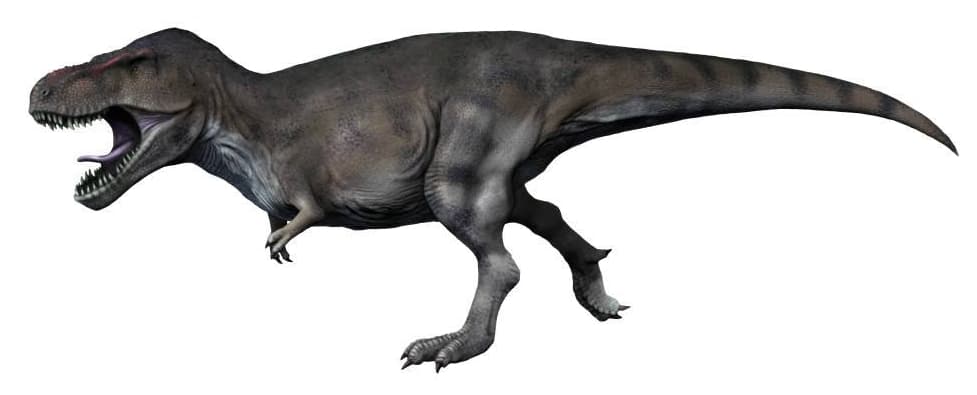 Scientific reconstruction of a Tyrannosaurus